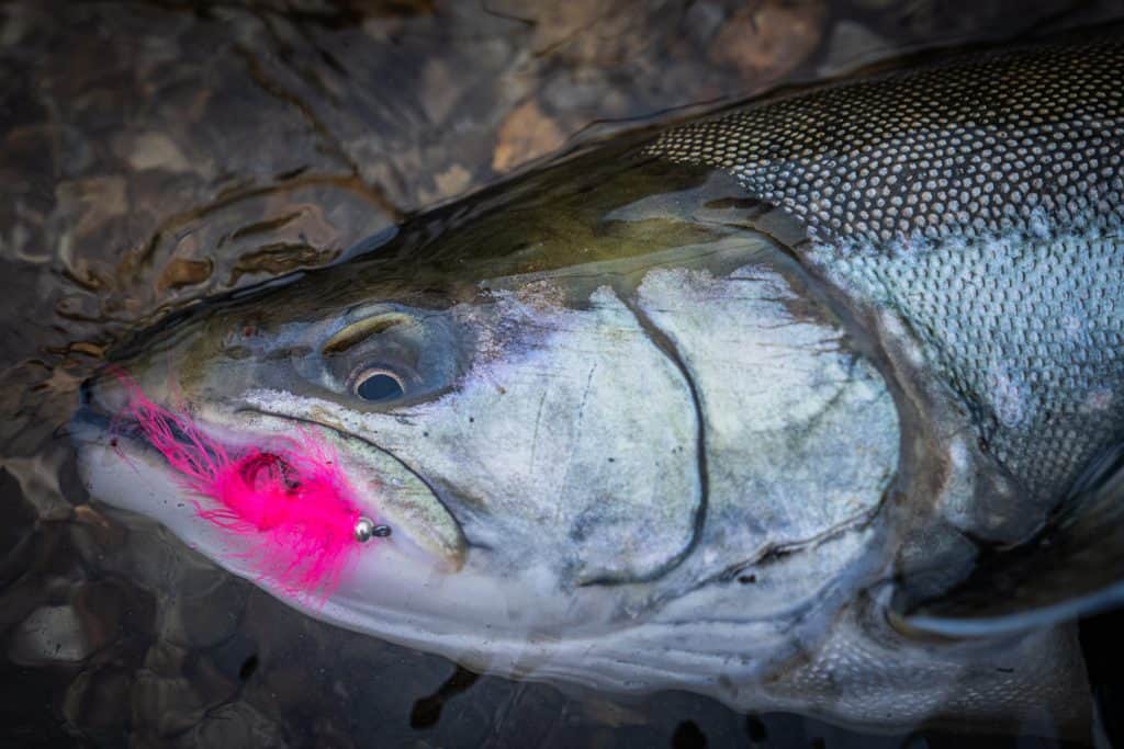 Close-up of Arctic Char caught with a pink fly lure in clear water.