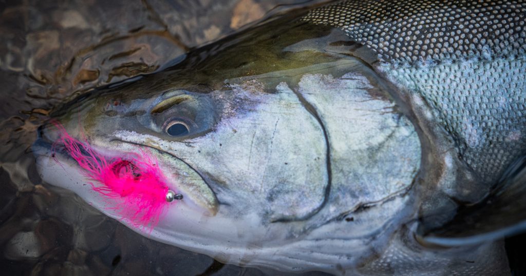 Close-up of Arctic Char caught with a pink fly lure in clear water.