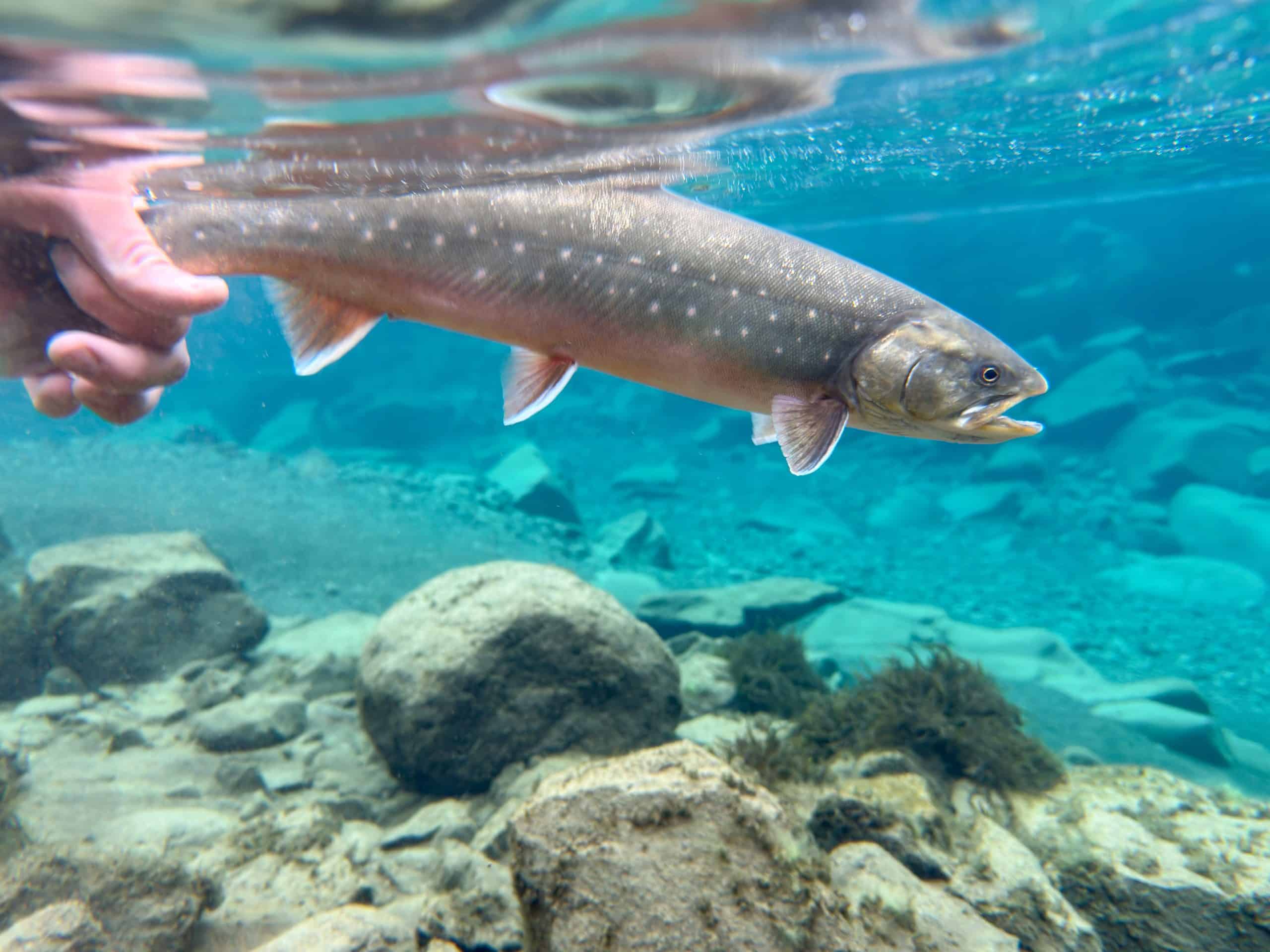 Arctic char swimming in pristine freshwater with rocks and pebbles.
