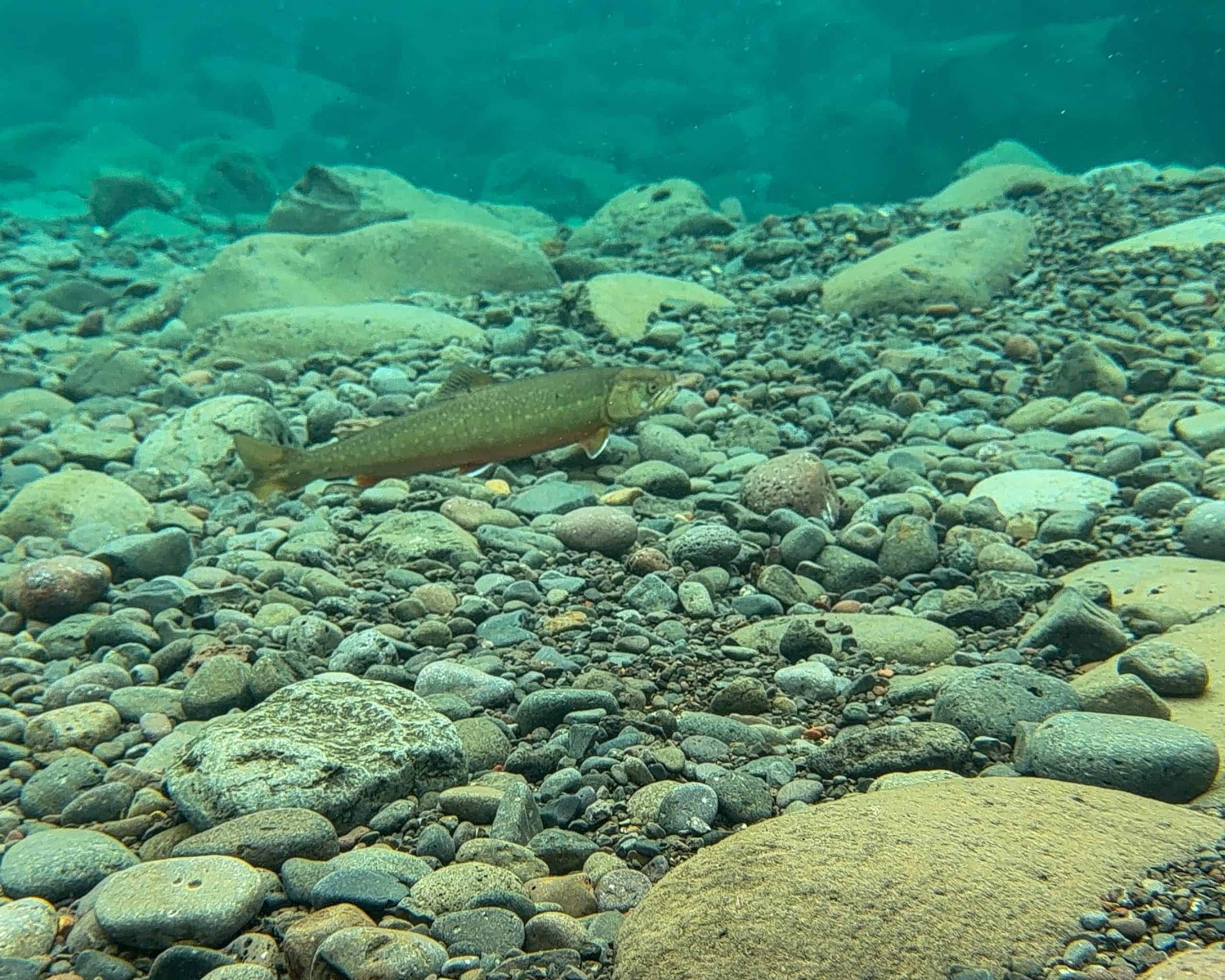 Freshwater fish swimming over pebbles in a river.