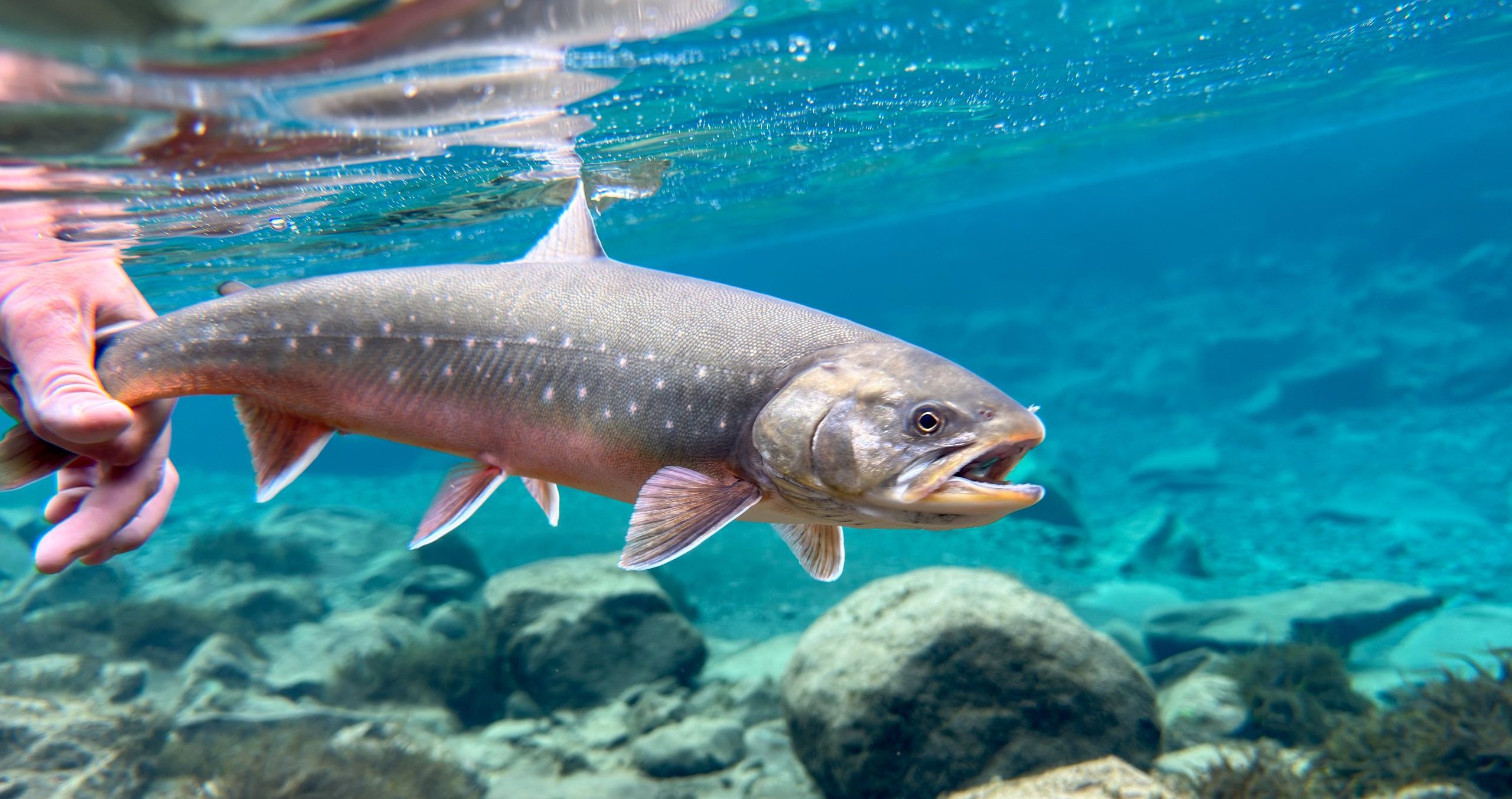 Fishing for sea-run Arctic char in Iceland's clear waters.