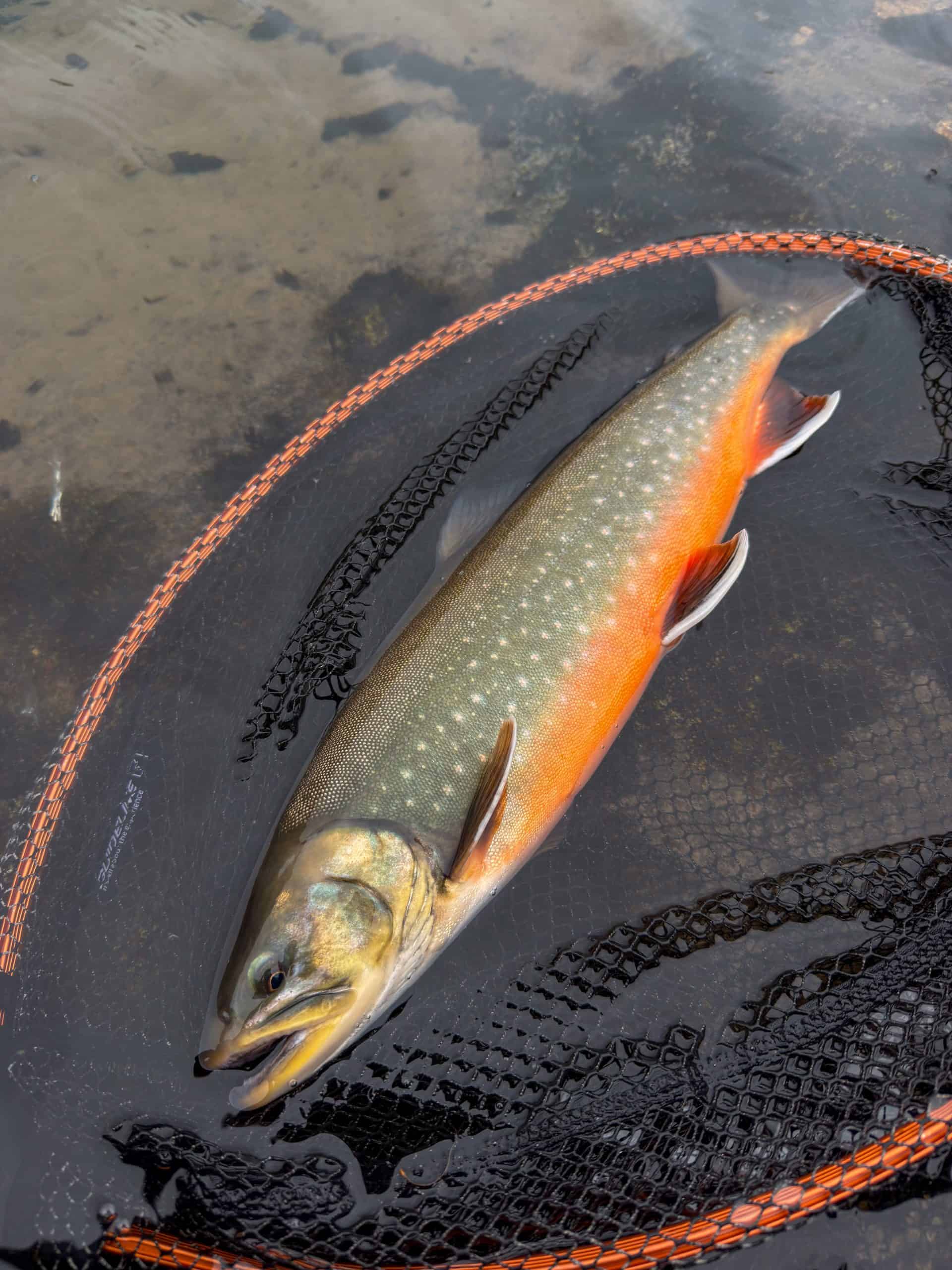 Caught fish in a net from the river, ready for release or processing.