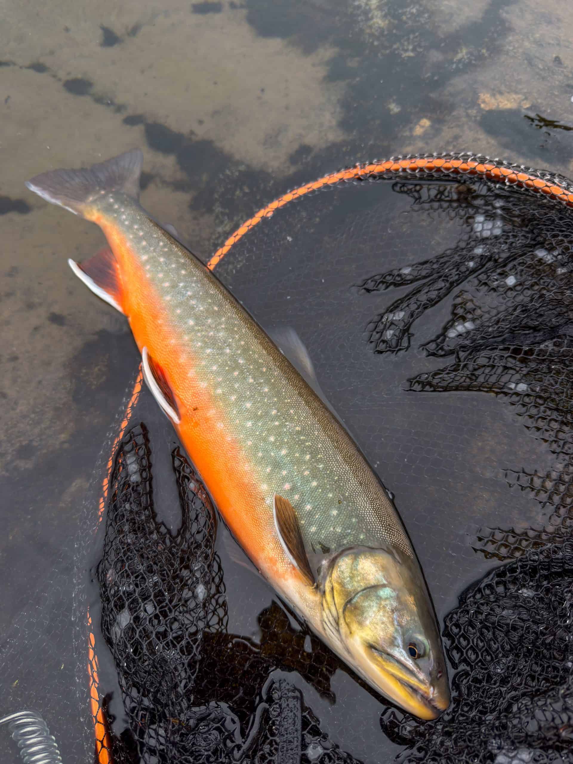 Freshly caught fish lying on a fishing net in water at Goðdalsá.