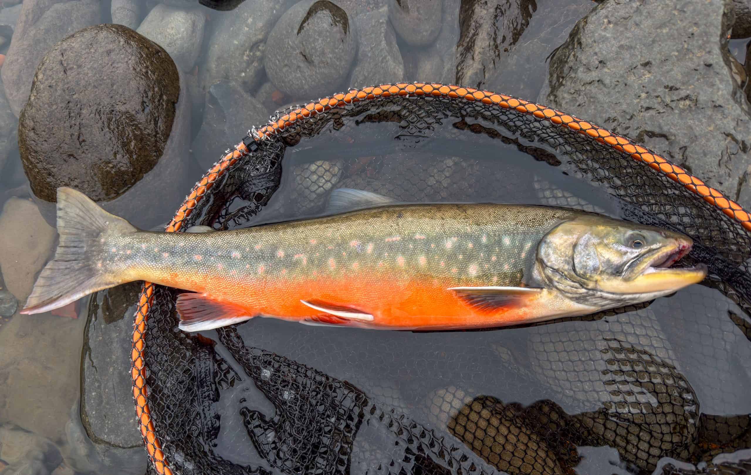 Freshly caught fish lying on rocks in the river with a fishing net.