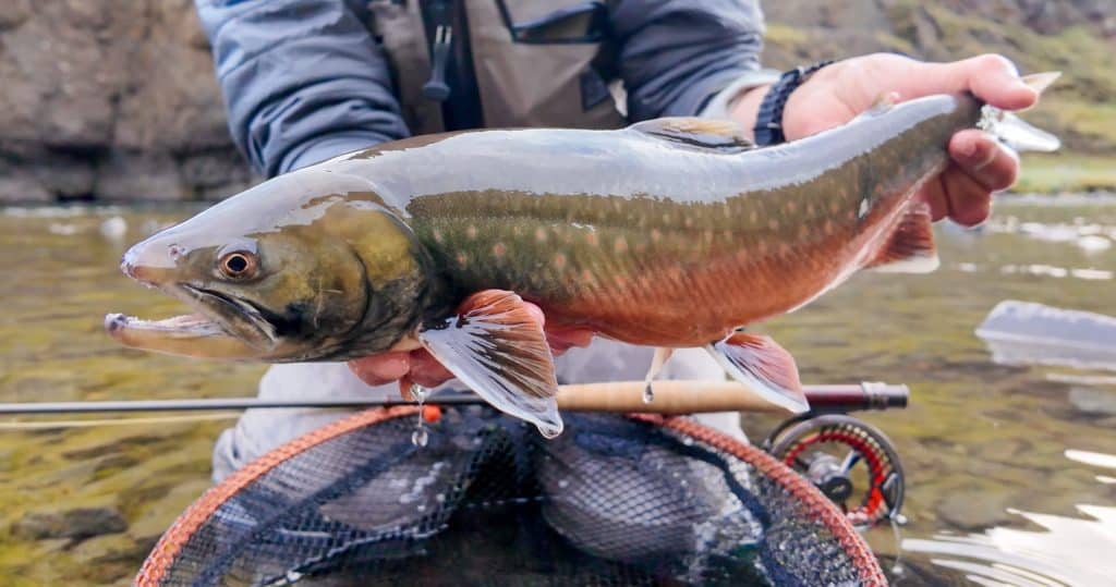 Fisher holding a sizable fish with a fly fishing rod in the background.
