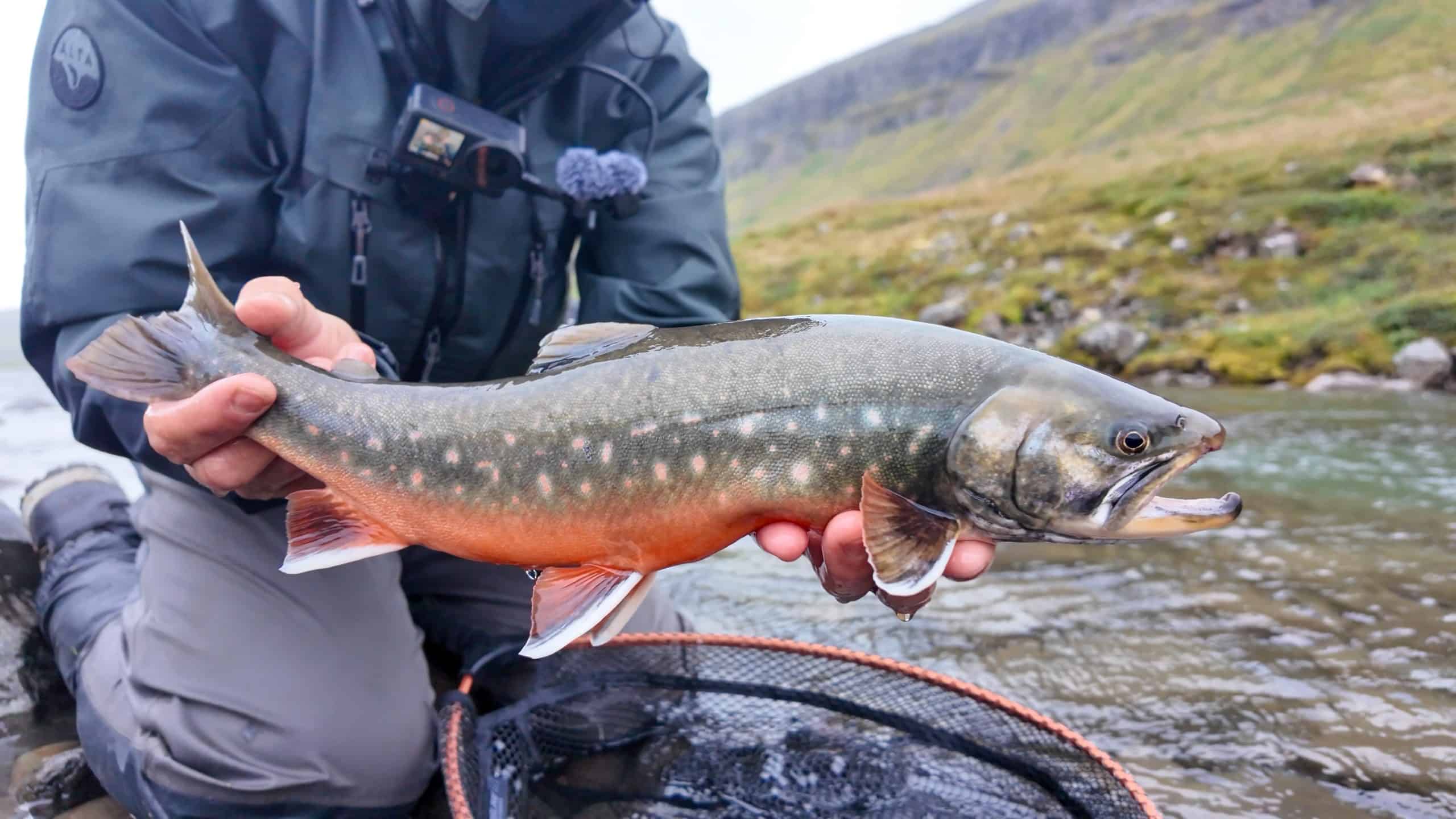 Angler holding a fish caught in Goðdalsá river in Iceland.