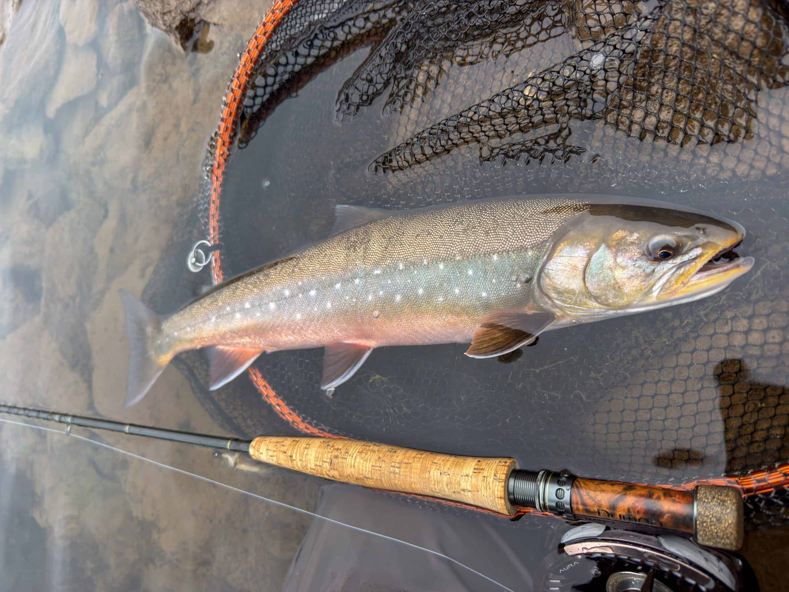 Caught fish on fishing net with rod and reel in water.