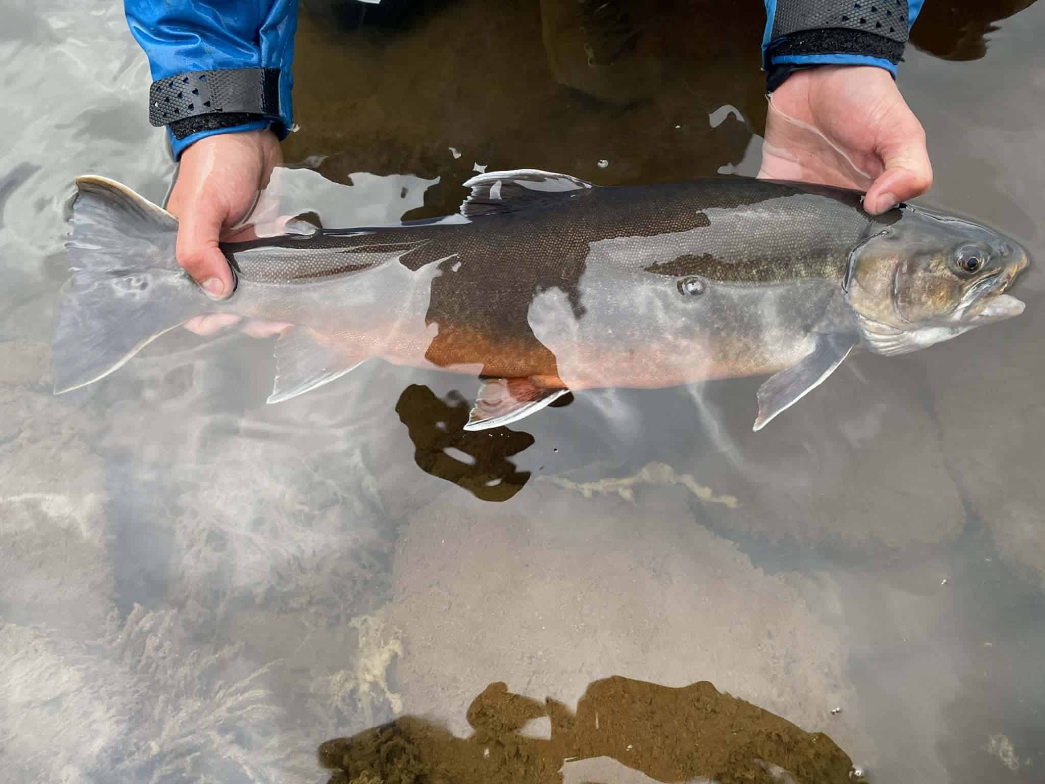 Person holding a large fish in shallow water at Goðdalsá.