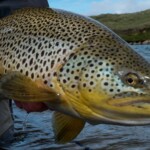 Norðlingafjót brown trout