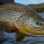 Large brown trout with distinctive spots caught in a river, perfect for fishing enthusiasts. Vibrant brown trout caught in freshwater stream, showcasing natural colors and markings.
