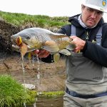 A fisherman holding a big fish caught in the river during outdoor fishing expedition. Vastfish caught by a fisherman in a river, scenic outdoor fishing activity, freshwater fishing for large fish.