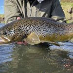 Beautiful image of a large brown trout fish captured in clear river water by a passionate angler. Vibrant brown trout caught during fly fishing in a scenic river landscape.