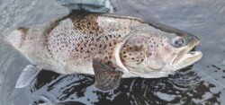 sea run brown trout