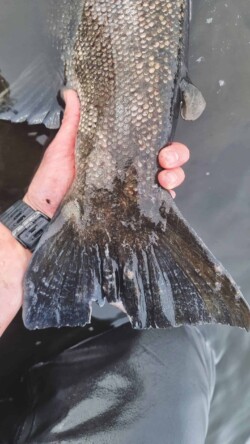 sea run brown trout tail