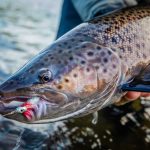 Elegant fishing of trout with lure, highlighting sustainable fish farming and fishing practices. Fresh caught trout with fishing lure in mouth for sustainable fish supply.