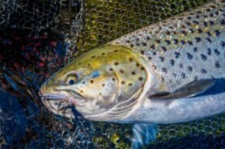 Sea run brown trout