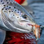 Close-up of a fish caught with a fishing lure, emphasizing quality and sustainable sport fishing at Fish Partner. Freshly caught fish with a fishing lure in its mouth, highlighting sustainable fishing practices.