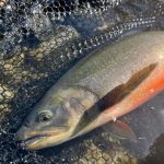 Rainbow trout caught in water, available through Fish Partner fishing supplies. Fresh catch of rainbow trout on fishing net, from Fish Partner's fishery services.