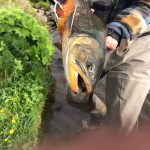 A person holding a large fish caught in a freshwater stream, showcasing successful angling with natural outdoor scenery. Large fresh fish caught during fly fishing adventure.