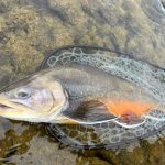 Fresh fish in a fishing net on a riverbed, ready for sale or cooking. Fresh caught fish in a fishing net on a shallow riverbed.