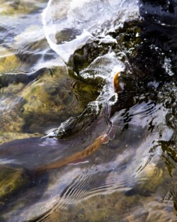 Arctic Char splashing its tail