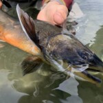 Arctic Char