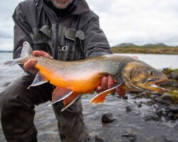 Fly Fisherman holding an Arctic Char