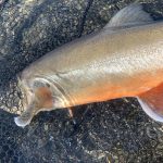Fresh fish with colorful fins on black netting, ideal for seafood cuisine. Vibrant fish caught in a fishing net for seafood market.