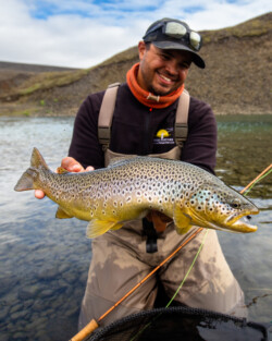Brown Trout