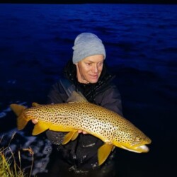 sea run brown trout