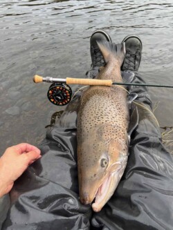 sea run brown trout