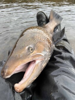 sea run brown trout