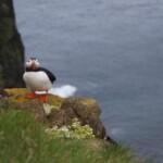 Colorful puffin bird perched on coastal rock with ocean background. A puffin standing on a rocky cliffside overlooking the ocean.