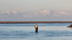 Relaxed fisherman casting line in scenic river with mountain range backdrop. Fisherman standing in river, fishing in natural water environment with mountains in background.