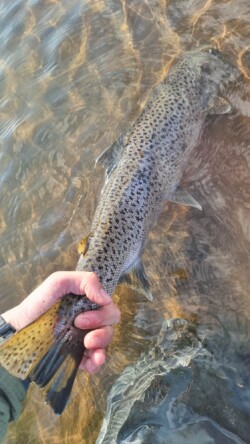 Freshly caught brown trout in a fishing scenario. Brown trout caught in clear river water.