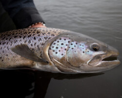Close-up of a rainbow trout fish being caught during fishing in freshwater. Vibrant rainbow trout caught in freshwater fishing on a cloudy day.
