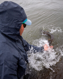 Catching and releasing fish outdoors with eco-friendly fishing practices. Fisherman in waterproof gear releasing a fish into a body of water.