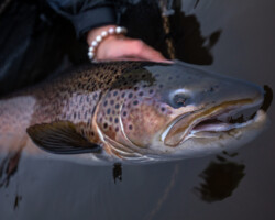 Caring for healthy fish: rainbow trout, freshwater species, aquaculture, fish farming. Rainbow trout freshwater fish caught in natural water.