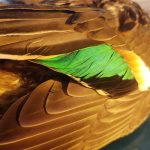 Feather close-up showcasing green and brown colors, detailed texture, highlighting nature's beauty, from Fish Partner wildlife photography expertise. Feather close-up, bird feather display with green and brown hues, detailed texture, from Fish Partner wildlife photography profession.