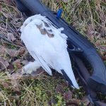 Dead bird with shotgun on grass field, hunting bird, wildlife, bird hunting, hunting scene.