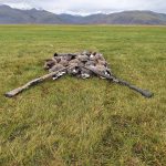 Swamp hunting scene with dead game birds and rifle on Icelandic countryside. Dead ducks with hunting gun on green field in Iceland.