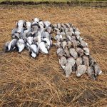 Dead ducks grouped on dry grass in a rural wetland setting, highlighting waterfowl conservation or hunting activities. Dead ducks in a wetland area, likely part of a wildlife or hunting reserve. Suitable for fishing, hunting, or conservation topics.
