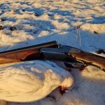 A hunted duck lies on the snow with a shotgun beside it, indicating a successful bird hunt in cold winter environment. Dead duck lying on snow with a shotgun nearby, after hunting in winter conditions.