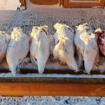 High-quality duck meat for sale at Fish Partner seafood market. Freshly slaughtered ducks displayed on a wooden table outdoors in cold weather.