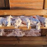 Freshly plucked poultry chickens laid out on a wooden surface for preparation. Dead chickens on a wooden deck outdoors during winter, ready for processing or cooking.
