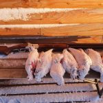 Rabbits after hunting laid out on a wooden surface with snow, ready for processing. Dead rabbits on a wooden bench with a rifle in the background.