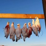 Wild game hunting or food drying process with fresh bird carcasses hanging outdoors. Freshly hung dead birds outdoors, likely for drying or preservation.