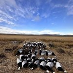 Canada geese nesting on open land, outdoor bird photo with clear sky background. Bird decoys arranged on a field to attract waterfowl for hunting or birdwatching. Clear sky with moving clouds in the background, open landscape.